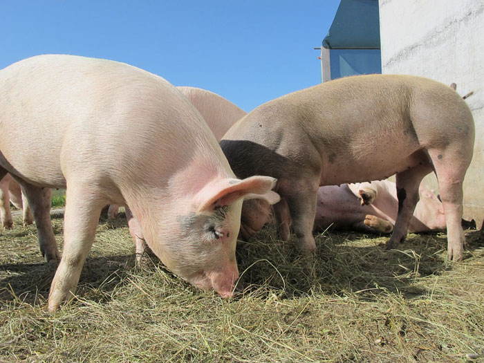 suini che mangiano mangimi naturali allo stato semibrado