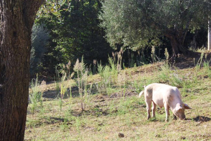 suino pascolo nel pollino semi brado natura chiaromonte